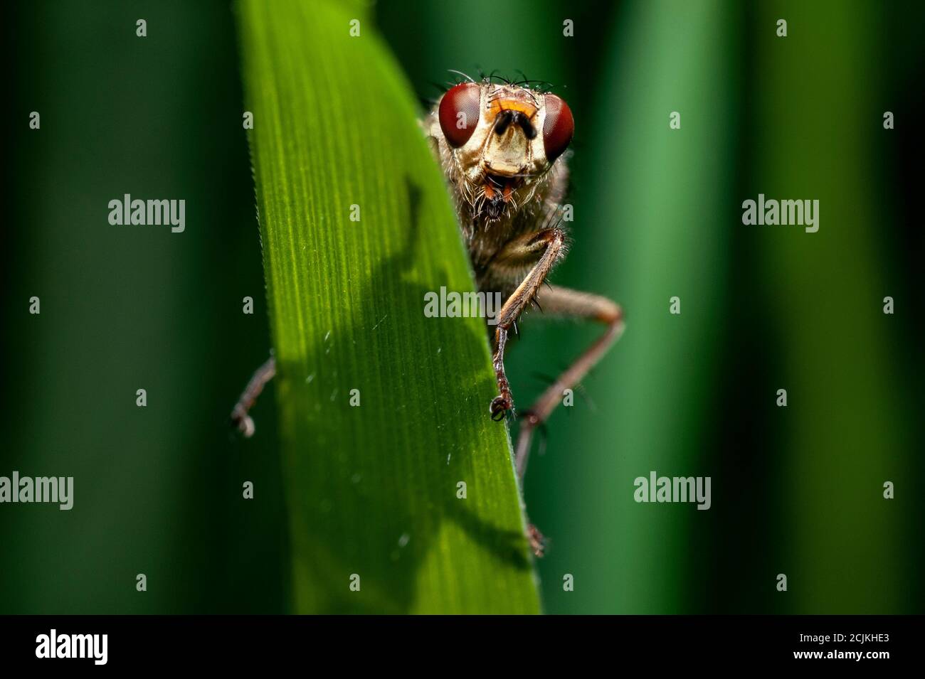 macro di una mosca di rapina (asilidae) su una foglia verde Foto Stock