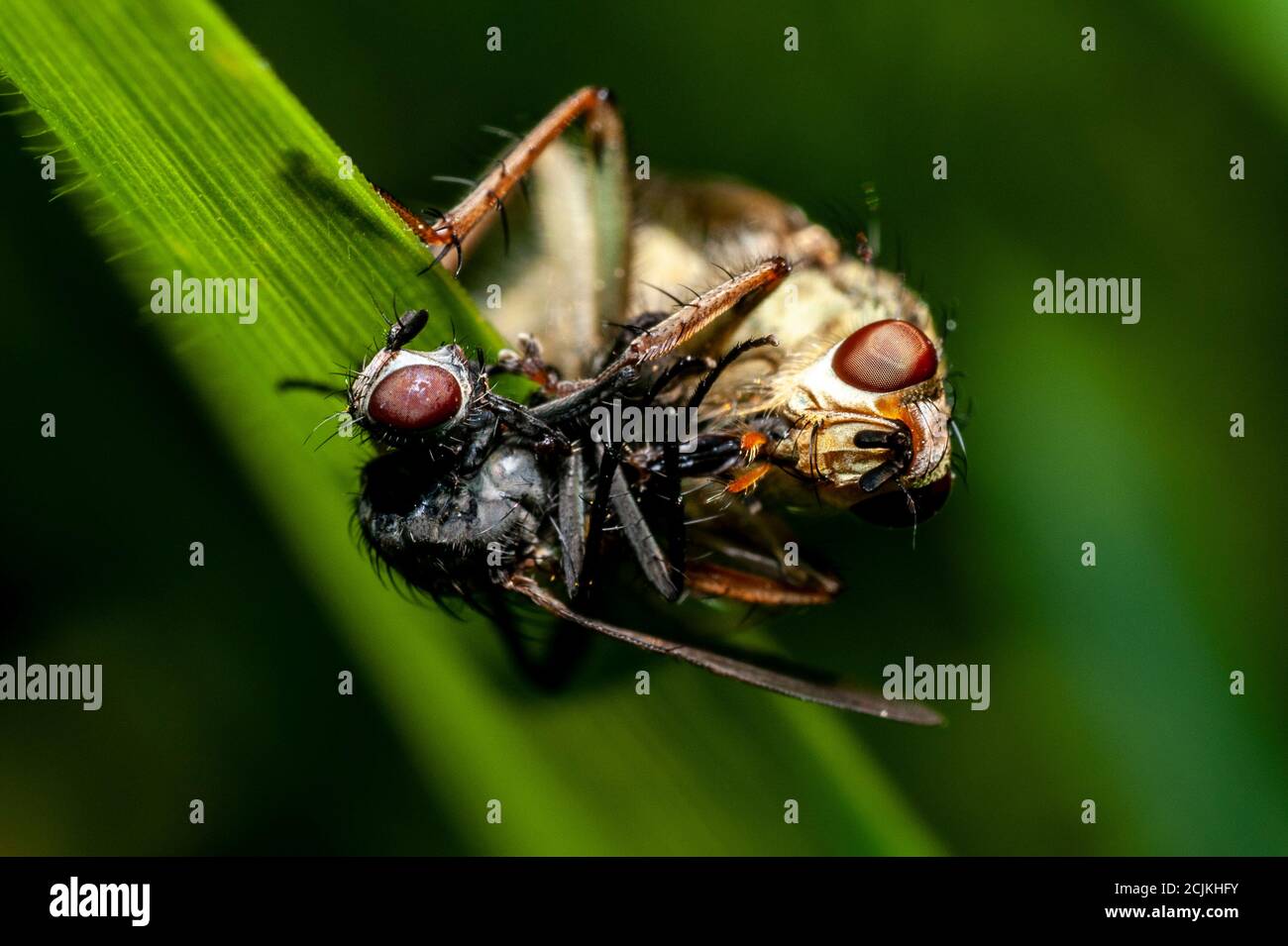 macro di una mosca rapina (asilidae) con preghiera Foto Stock