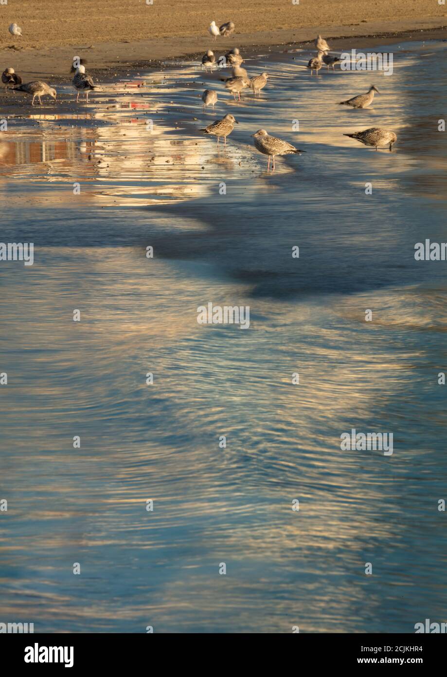 Gabbiani sulla spiaggia a Weymouth, Dorset, Inghilterra, Regno Unito Foto Stock Gabbiani sulla spiaggia a Weymouth, Dorset, Inghilterra, Regno Unito Foto Stock