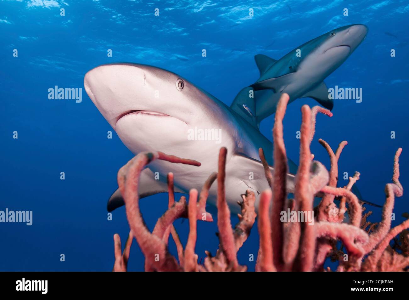 Squali caraibici della barriera corallina vicino alla superficie con corallo Foto Stock