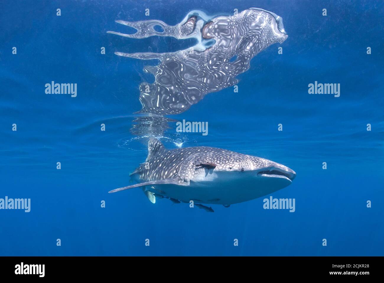 Squalo balena sotto la superficie dell'oceano Foto Stock