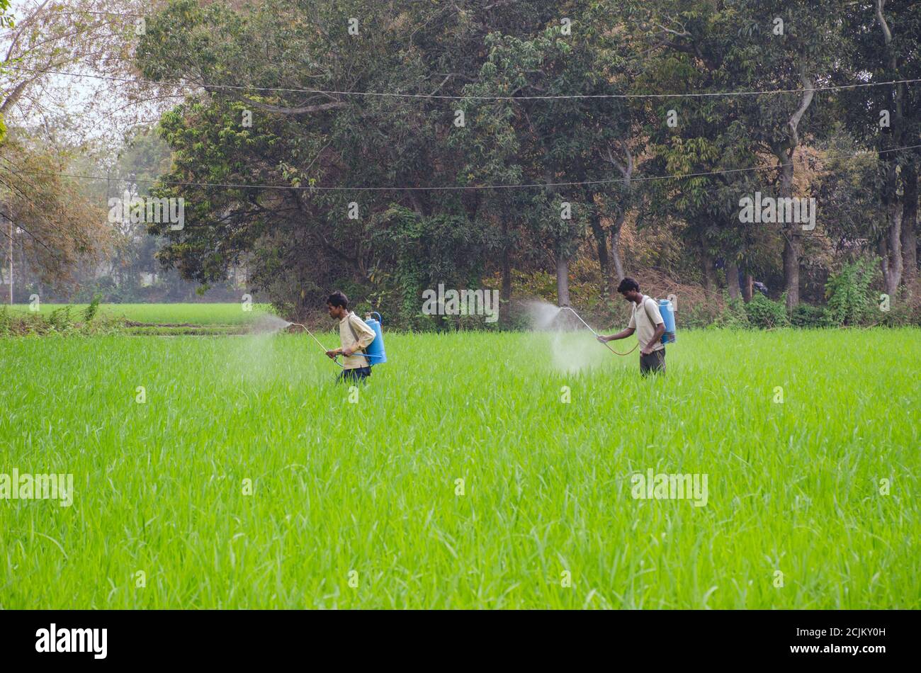 coltivatori che spruzzano il pesticida al campo di risaia Foto Stock