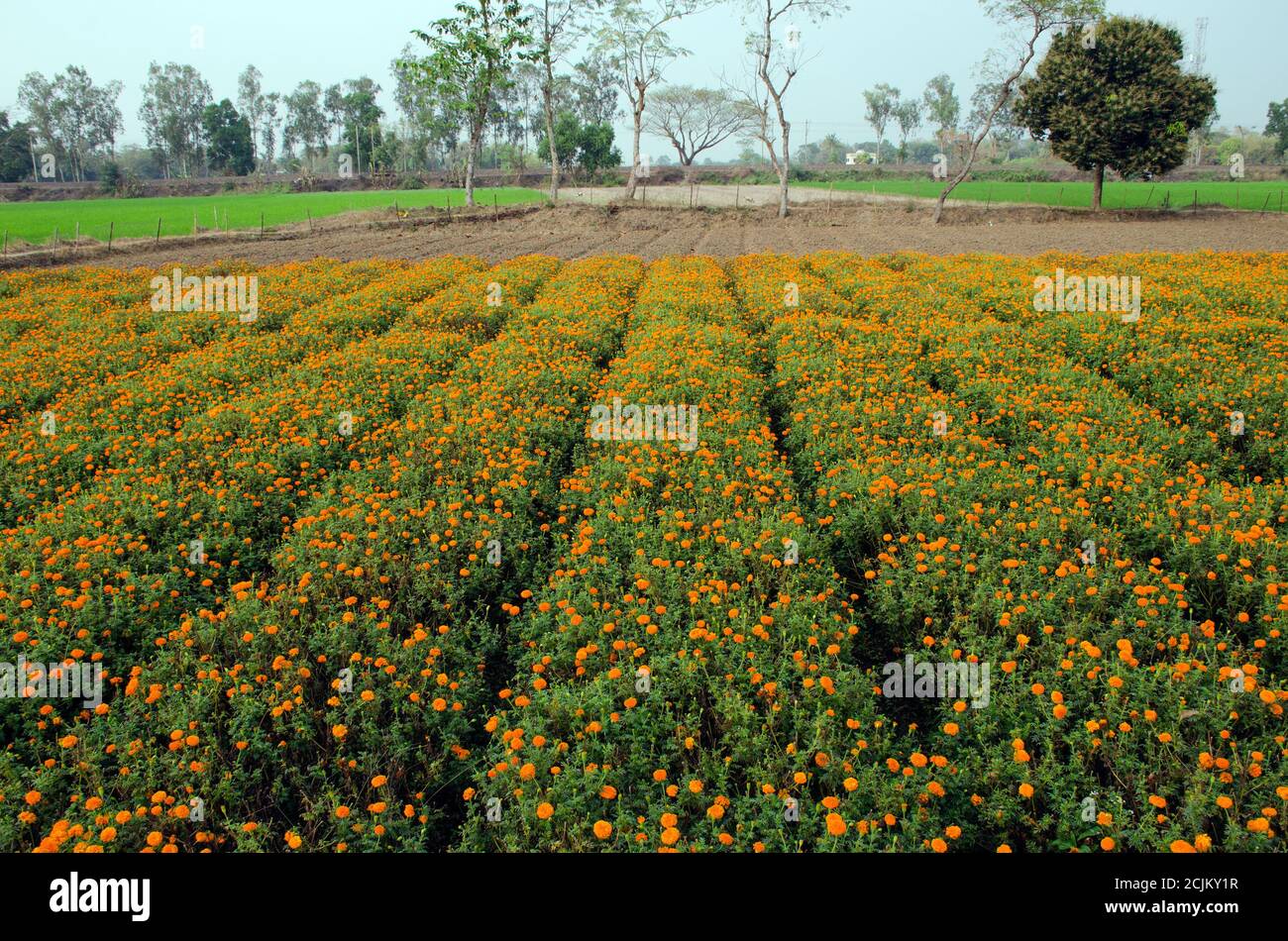 campo di fiori marigold a bengala occidentale rurale india Foto Stock