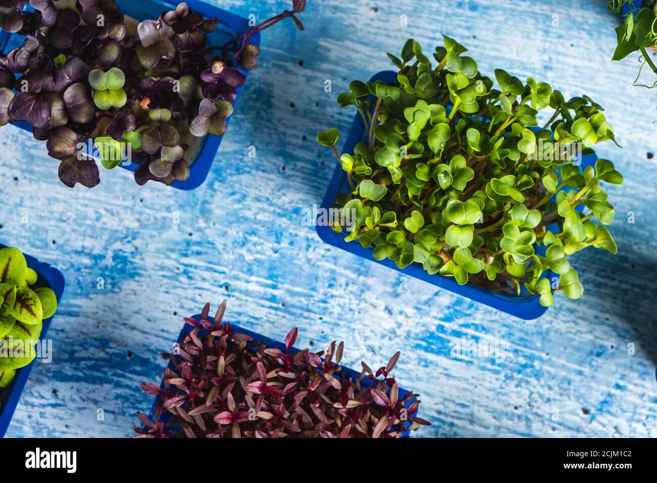 Scatole con microsverde su sfondo di legno blu. Cibo eccellente Foto Stock