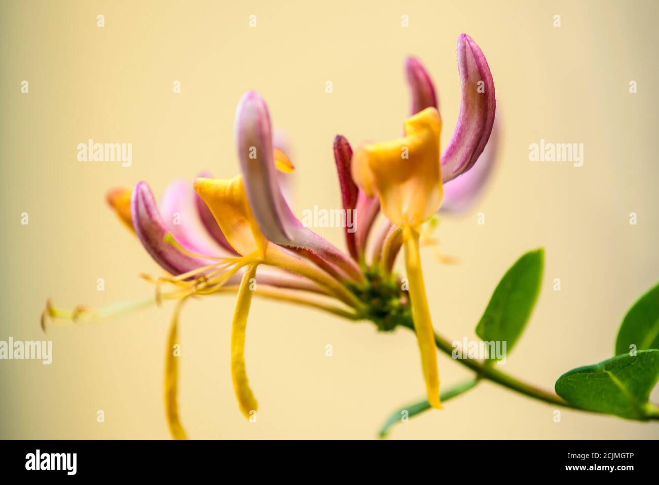 Honeysuckle giapponese, erba medica cinese con fiore, Foto Stock