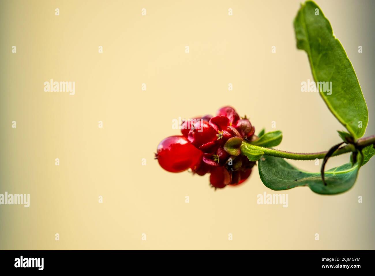 Nido d'ape giapponese, erba medica cinese con frutti velenosi Foto Stock