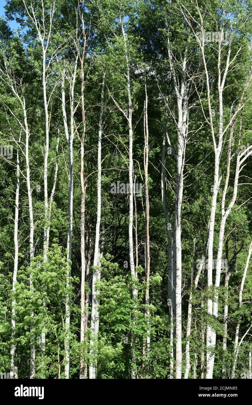 Linea o riga di pioppi bianchi, populus alba, alias pioppi d'argento o pioppi a foglia di argento che mostrano tratti caratteristici dell'albero bianco Foto Stock