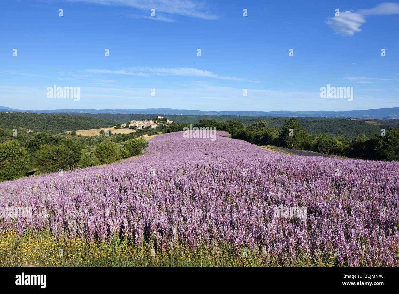 Campo di Sage commerciale o Clary Sage, Salvia sclarea, Entrevennes Plateau Alpes-de-Haute-Provence Provenza Francia Foto Stock