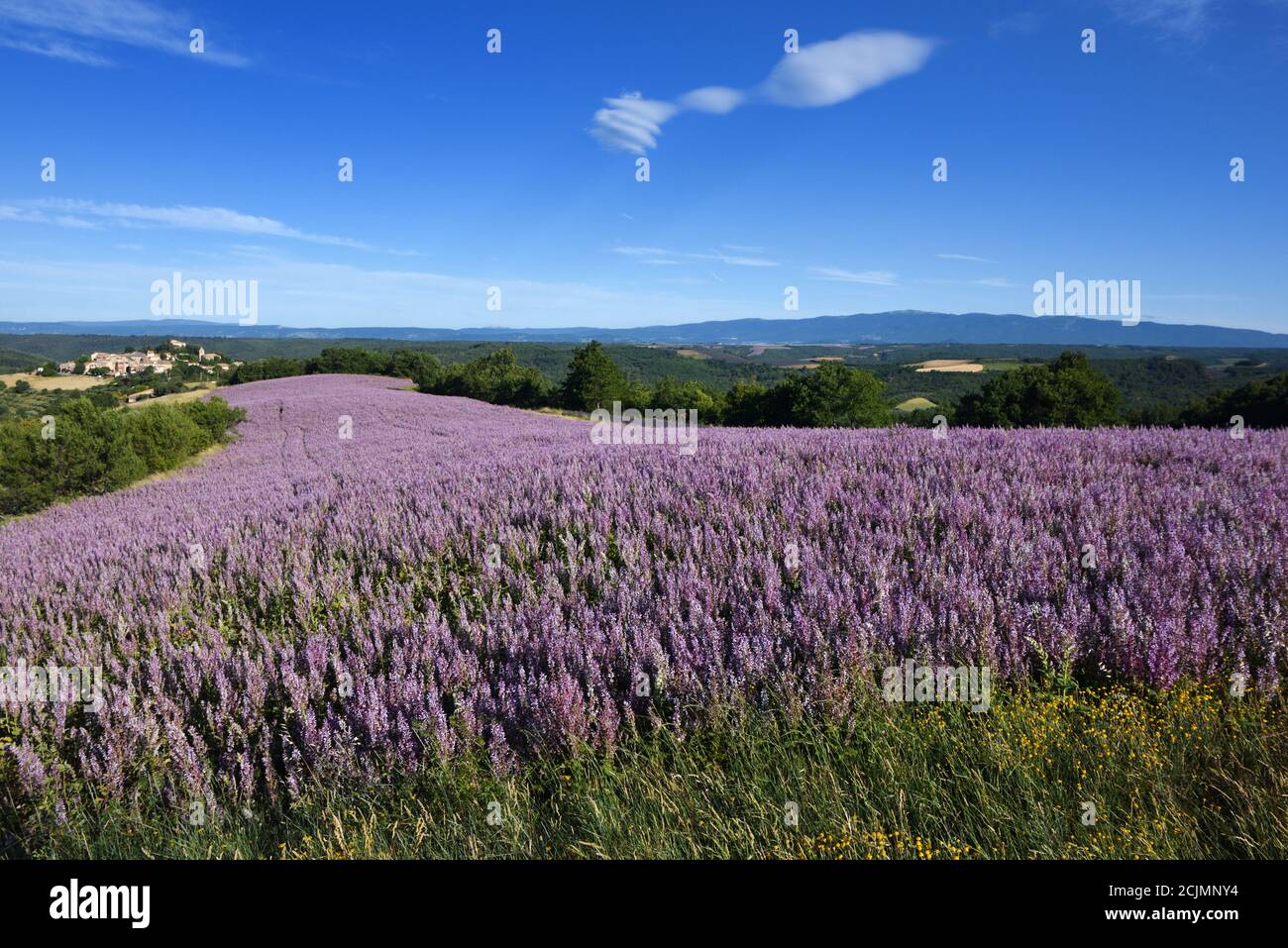 Campo di Sage commerciale o Clary Sage, Salvia sclarea, Entrevennes Plateau Alpes-de-Haute-Provence Provenza Francia Foto Stock