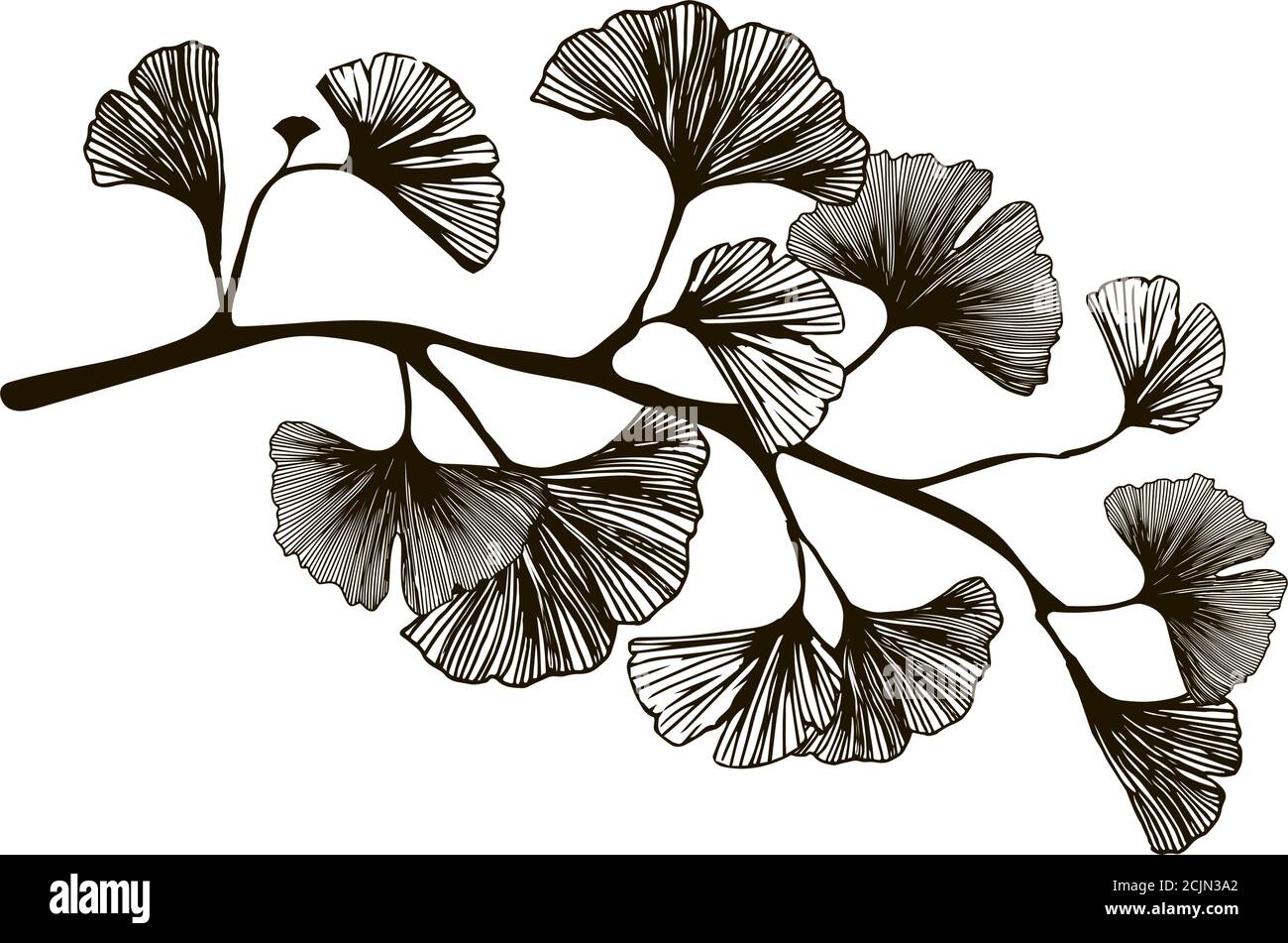 Ramificazione grafica di Ginkgo biloba. Illustrazione vettoriale delle foglie di ginkgo biloba. Sfondo con silhouette a foglia. Design per tessuti, tessuti, carta da parati Illustrazione Vettoriale