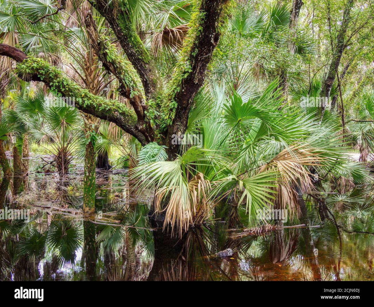 Inondazioni estive annuali nel Myakka River state Park a Sarasota Florida Stati Uniti Foto Stock