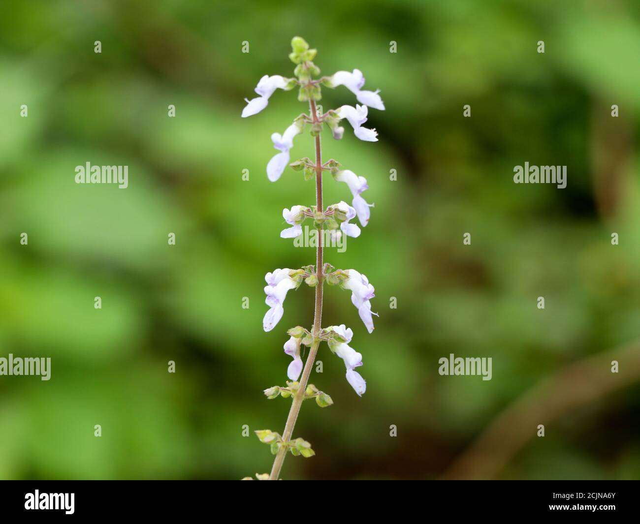 Fiore di menta messicana o di borragine indiana, medicina di erbe di spezie Foto Stock