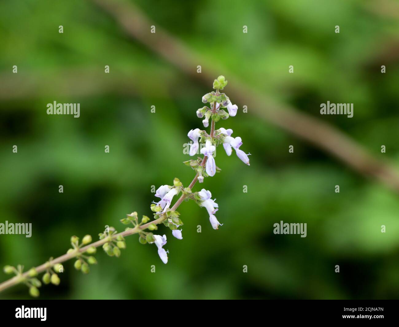 Fiore di menta messicana o di borragine indiana, medicina di erbe di spezie Foto Stock