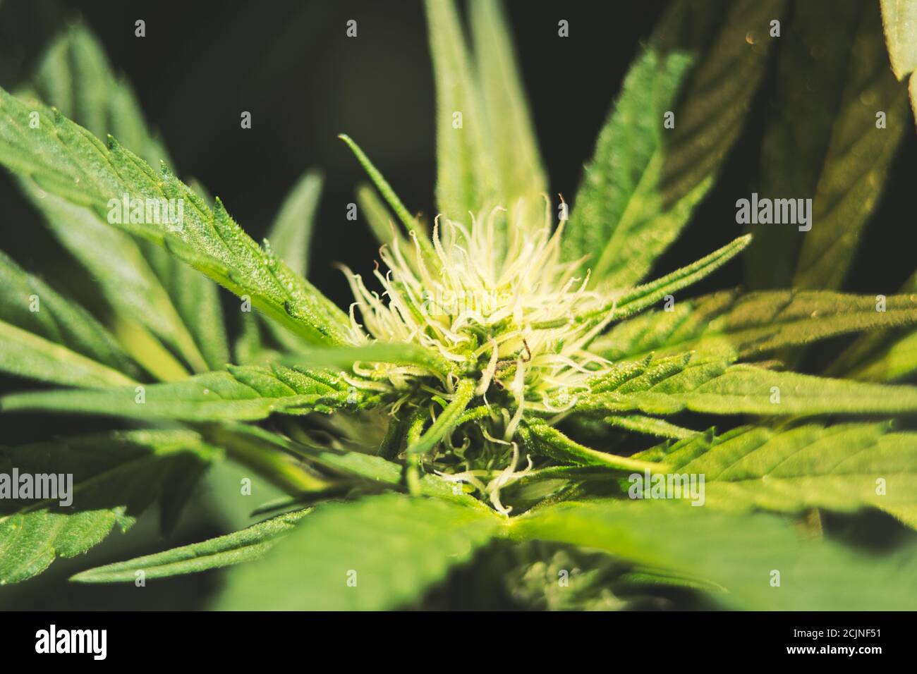 Giovane fiore di cannabis Foto Stock