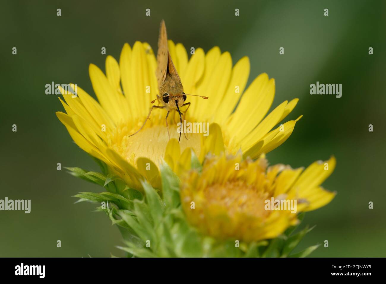 Skipper Fiery su Saw-Leaf Daisy Foto Stock