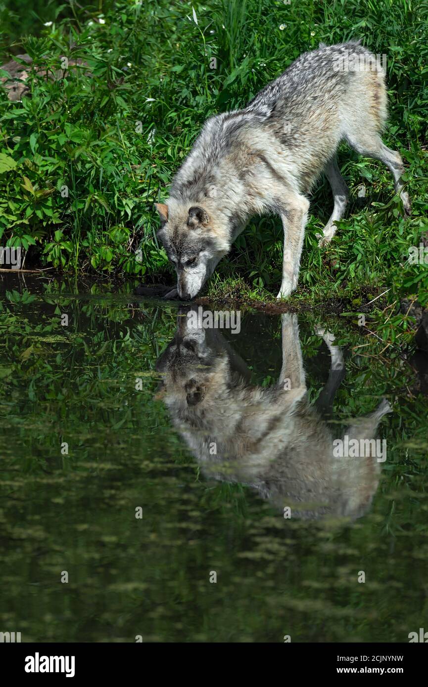 Lupo grigio (Canis lupus) Riflesso in acqua Estate - animale prigioniero Foto Stock