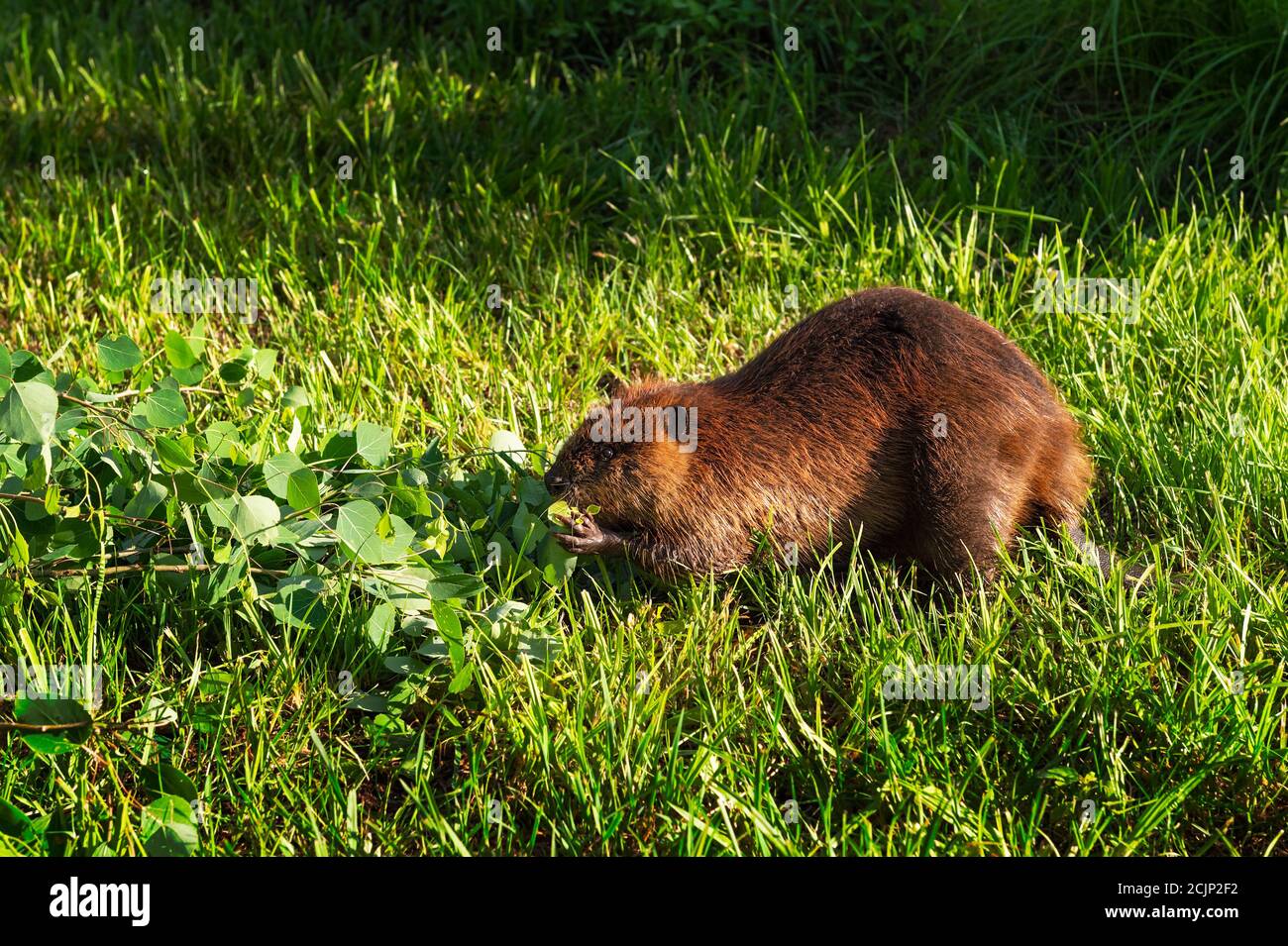 Castoro adulto (Castor canadensis) Munches on Leaves Summer - animale prigioniero Foto Stock