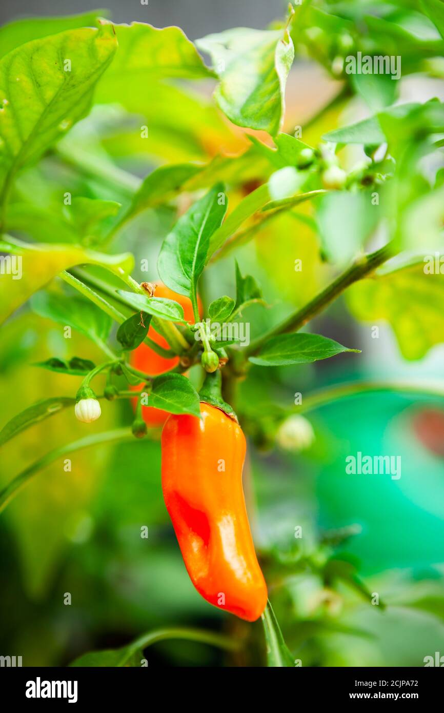 Jalapeno arancio pronto per essere prelevato dalla pianta del peperoncino. Preso all'altezza dell'estate in un giardino domestico. Foto Stock