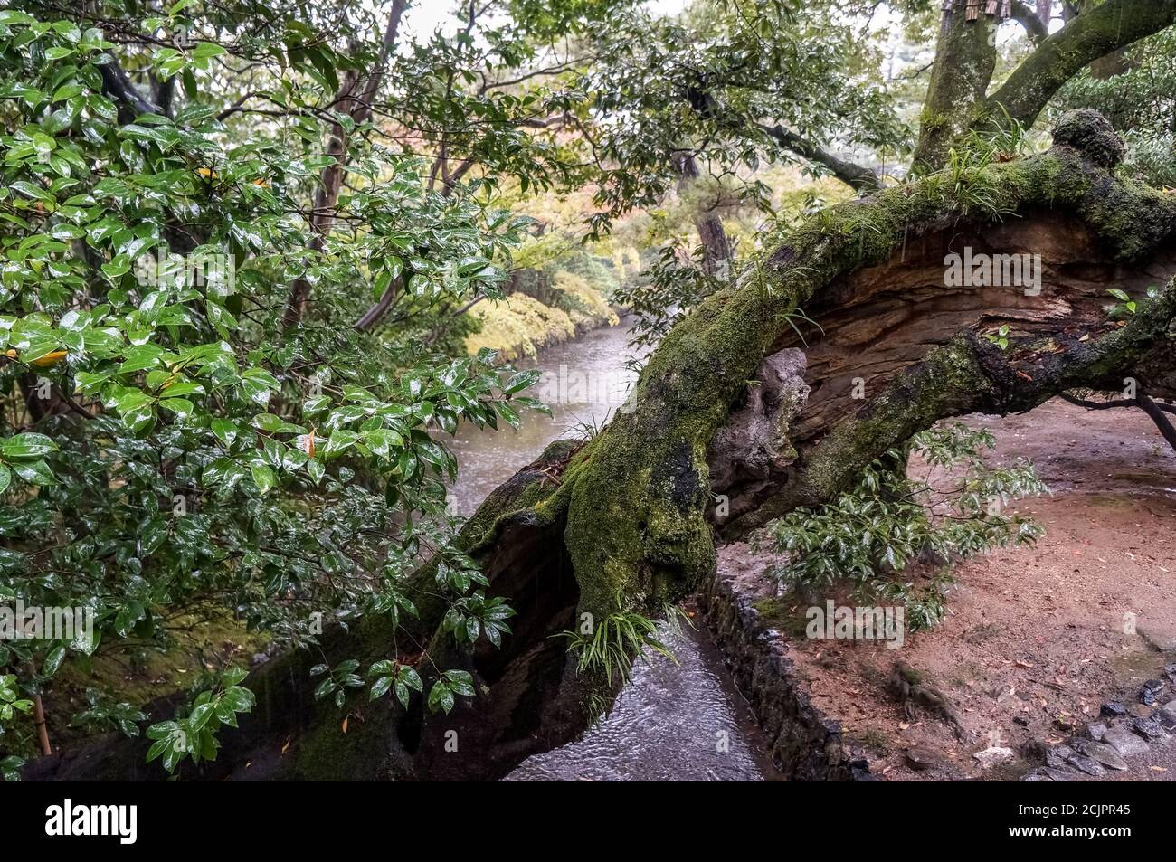 Tronco di albero cavo intrecciato nel giardino della Villa Imperiale di Katsura, Kyoto, Giappone Foto Stock