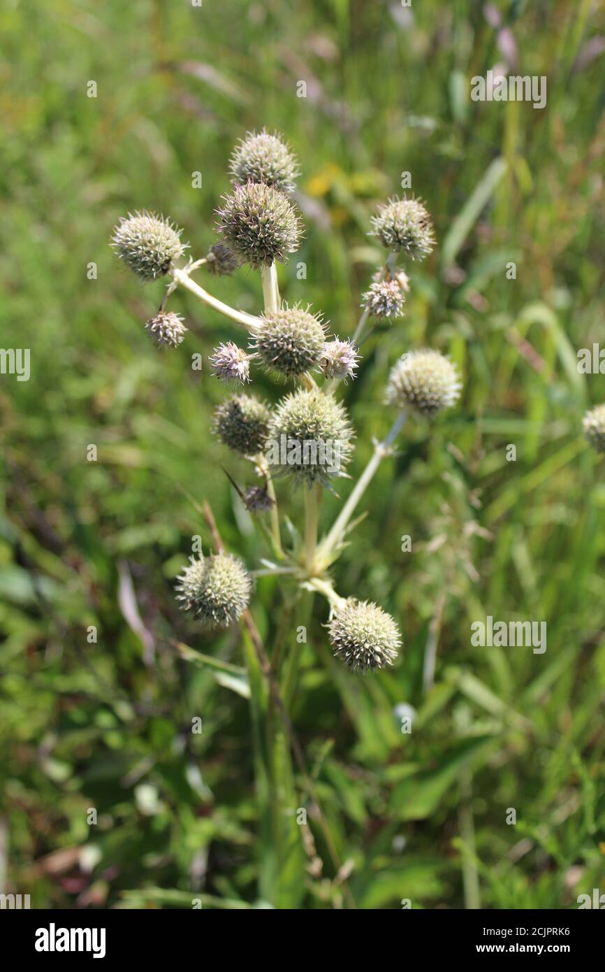 Rattlesnake maestro nella Riserva Naturale della Somme Prairie Foto Stock