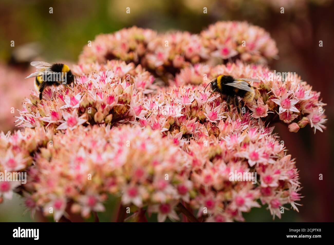 Stonecrop (Hylotephium telephium) Foto Stock