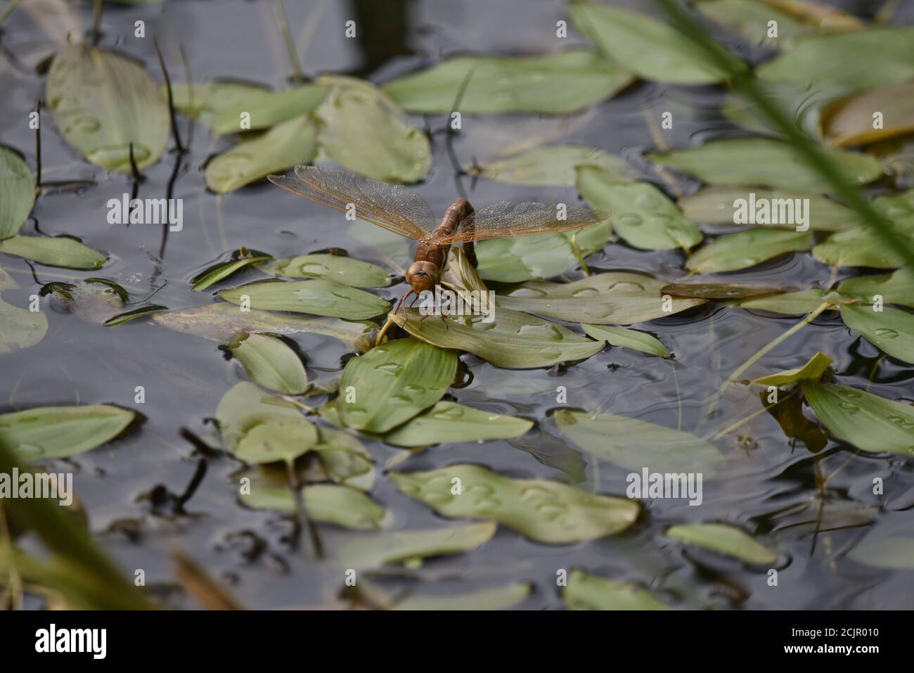 Brown Hawker (Aeshna grandis) Dragonfly maschile sullo stagno in Galles Foto Stock