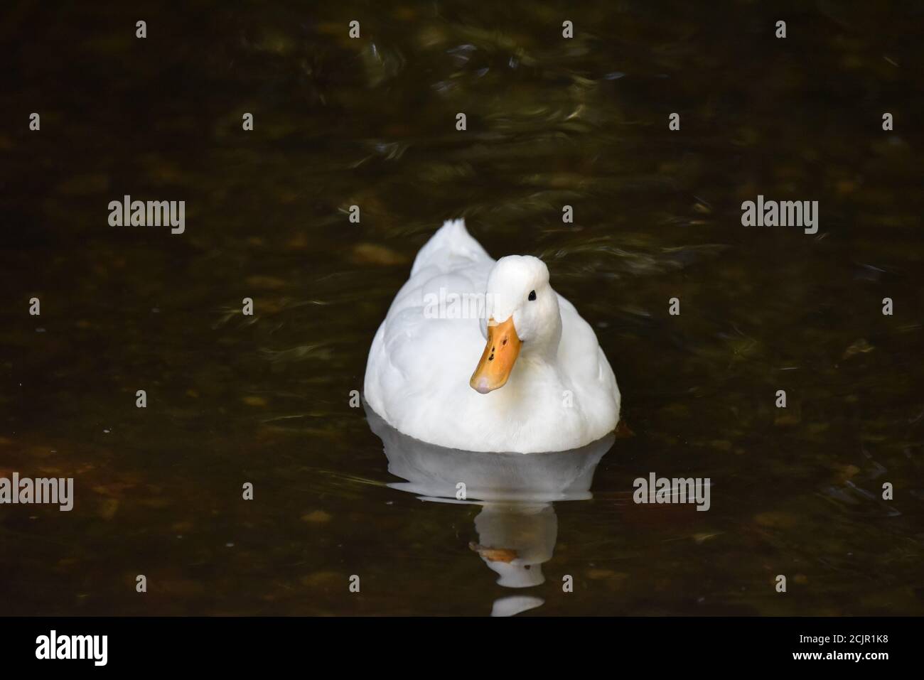 Anatra bianca (Anas alba) su uno stagno della riserva naturale in Staffordshire, Inghilterra all'inizio dell'autunno Foto Stock