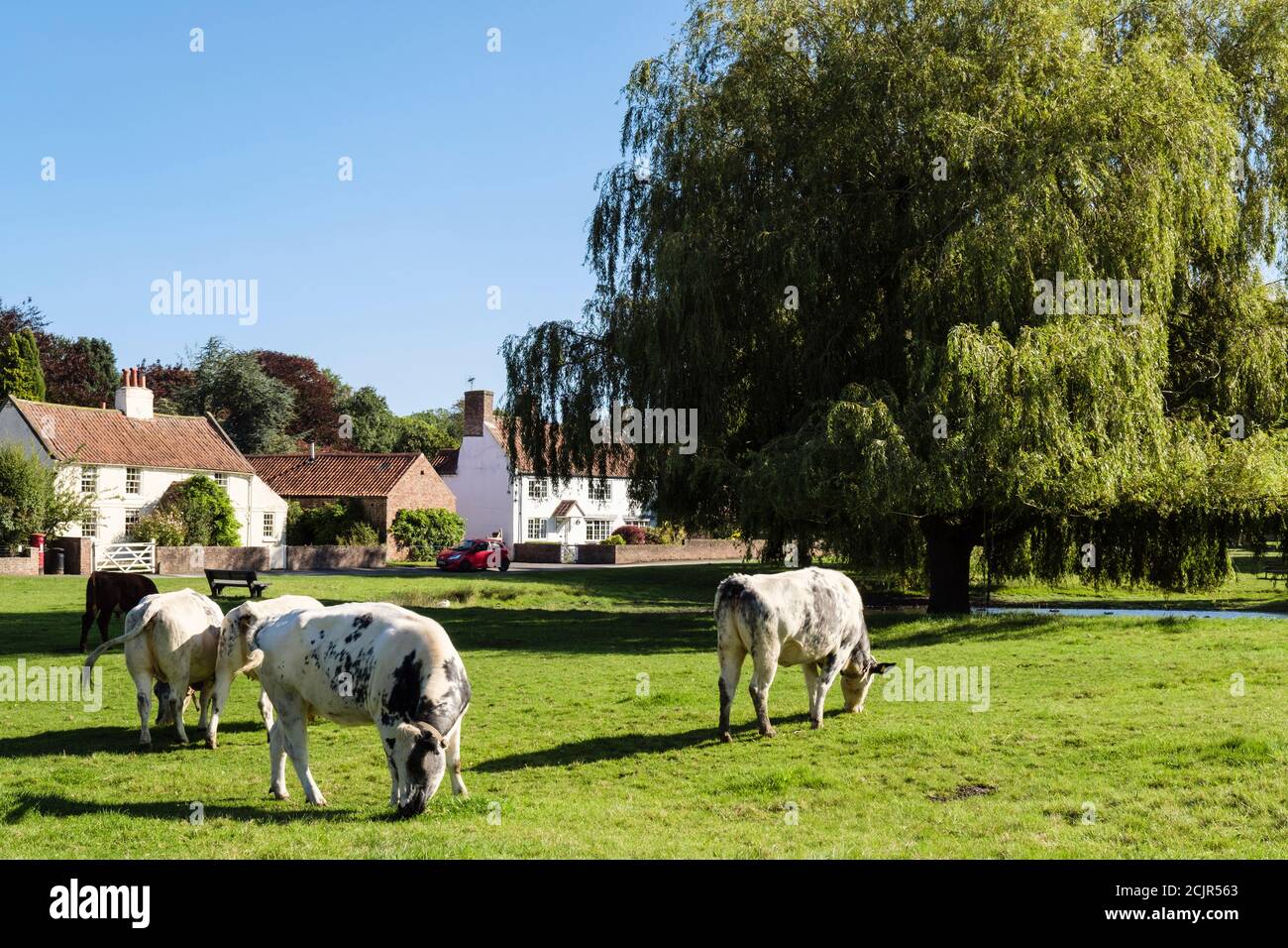 Scena rurale con allevamento di bestiame libero su terra comune su un paese verde villaggio. Nun Monkton, York, North Yorkshire, Inghilterra, Regno Unito, Gran Bretagna Foto Stock