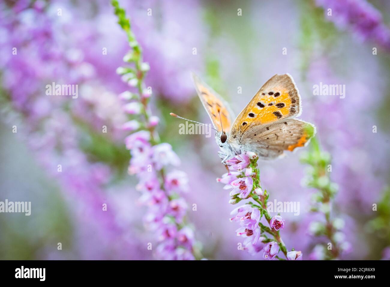 Il blu di erica (plebeius argus), piccole farfalle con un'apertura alare non superiore a 3 centimetri. I maschi hanno ali superiori blu, le femmine marrone Foto Stock