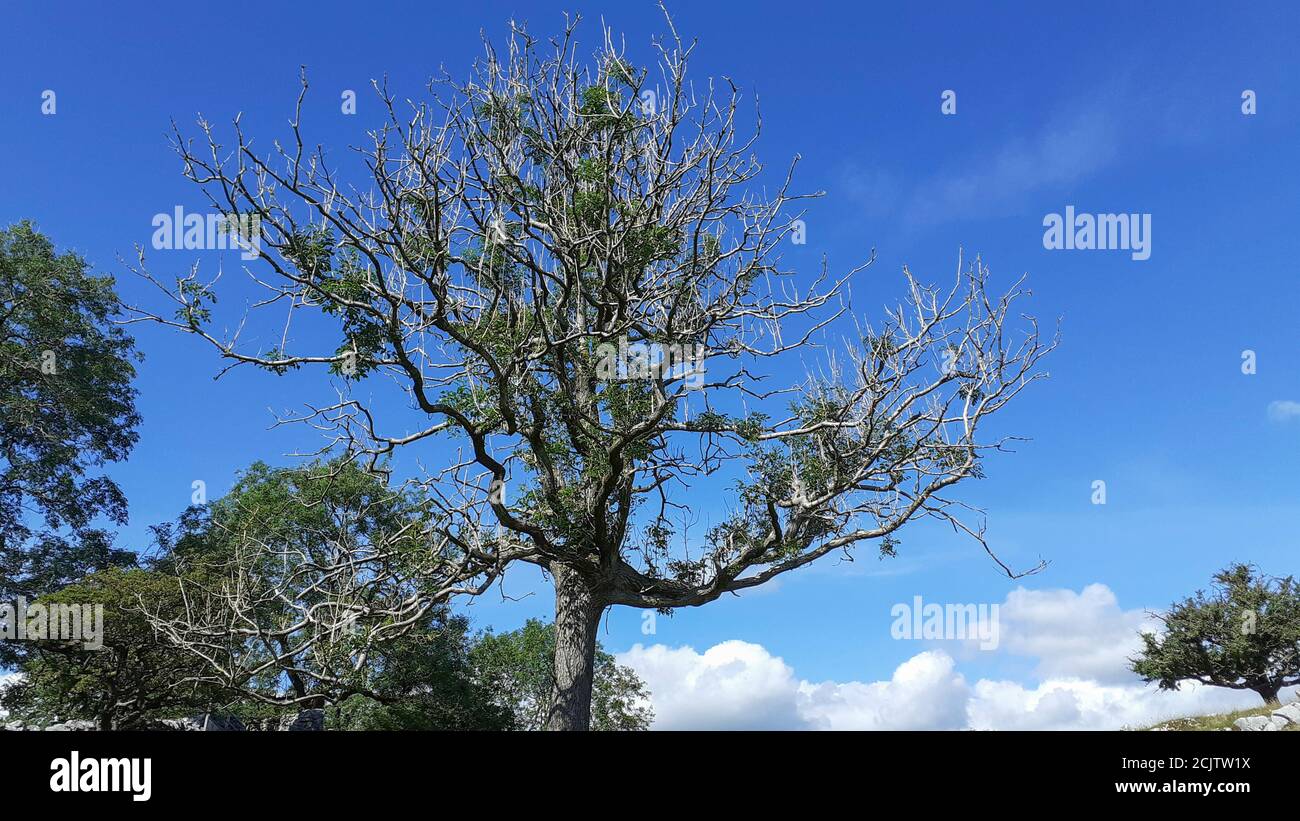 Un albero di cenere che soffia dal dieback di cenere (Hymenoscyphus fraxineus) vicino ad Austwick nelle valli dello Yorkshire, Regno Unito. Foto Stock