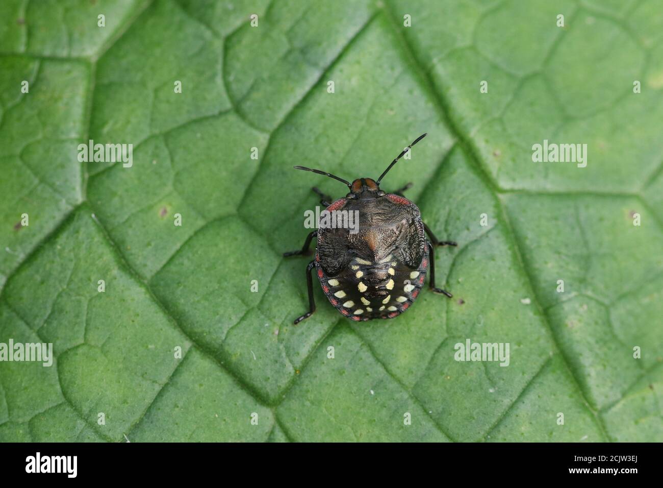 Una ninfa o viridula di Nezara di bug dello scudo Verde Meridionale, che riposa su una foglia. Foto Stock