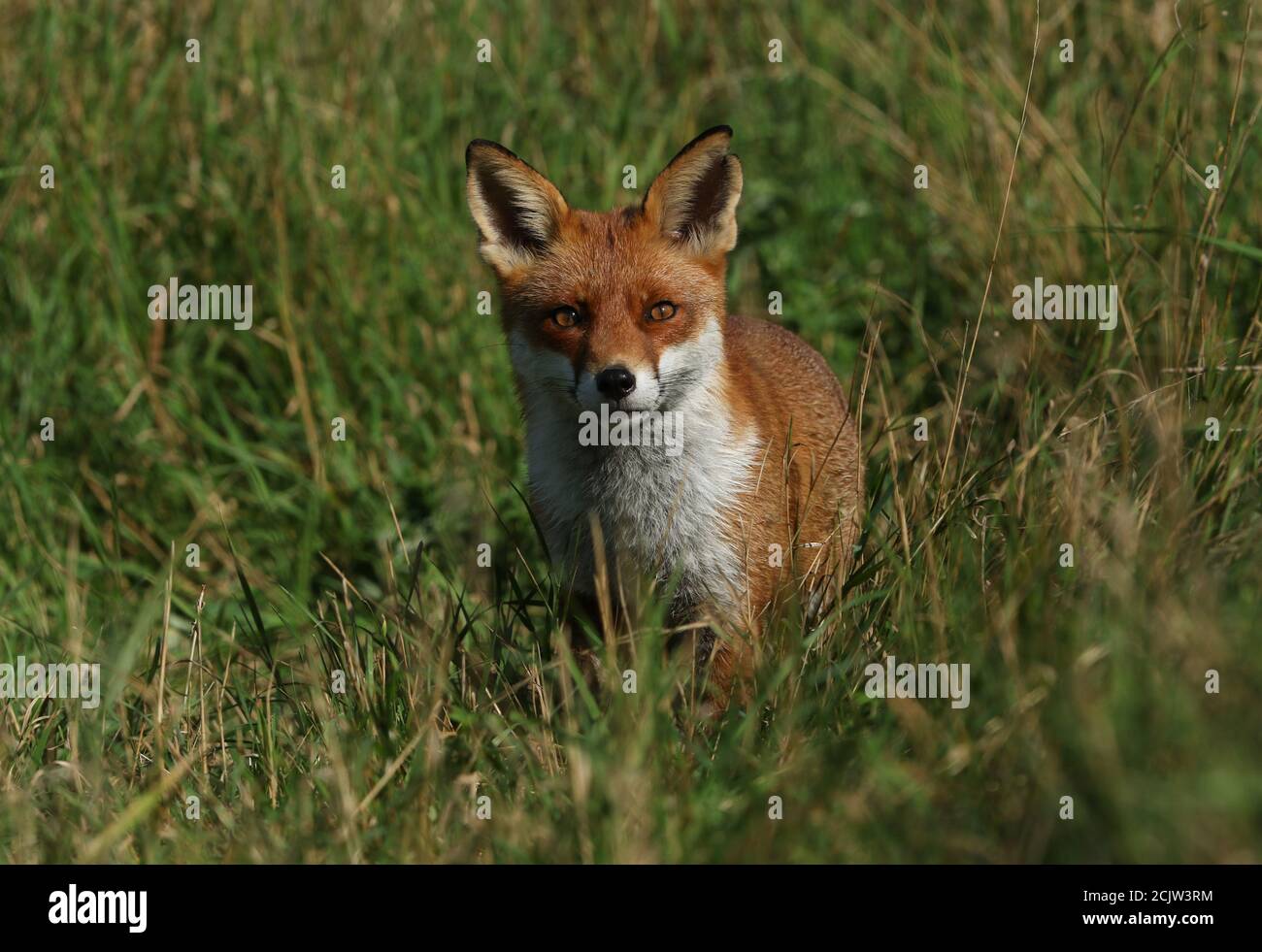 Una volpe rossa selvaggia, Vulpes vulpes, caccia in un campo in estate. Foto Stock