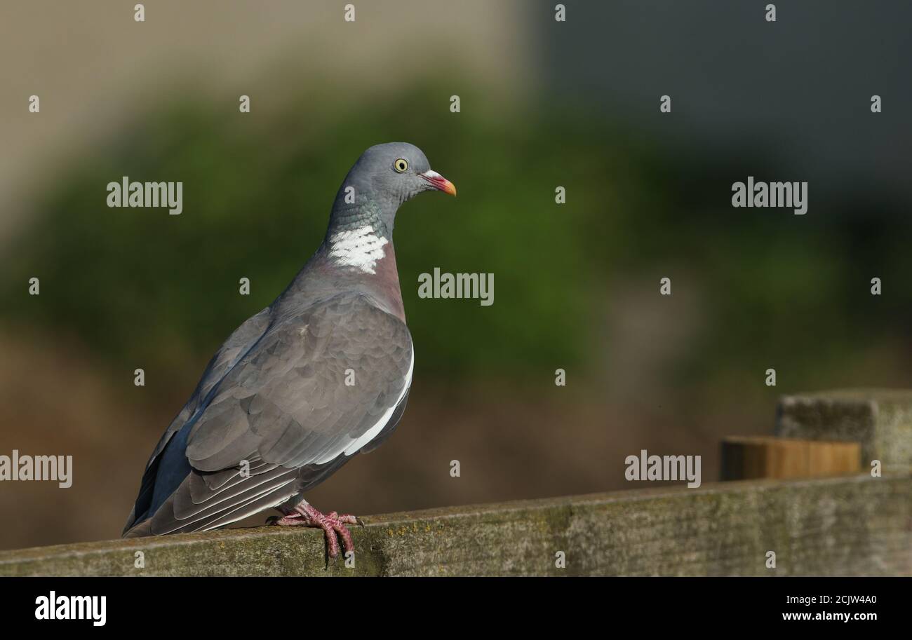 Un Woodpigeon, Columba Palumbus, che perching su una recinzione di legno. Foto Stock