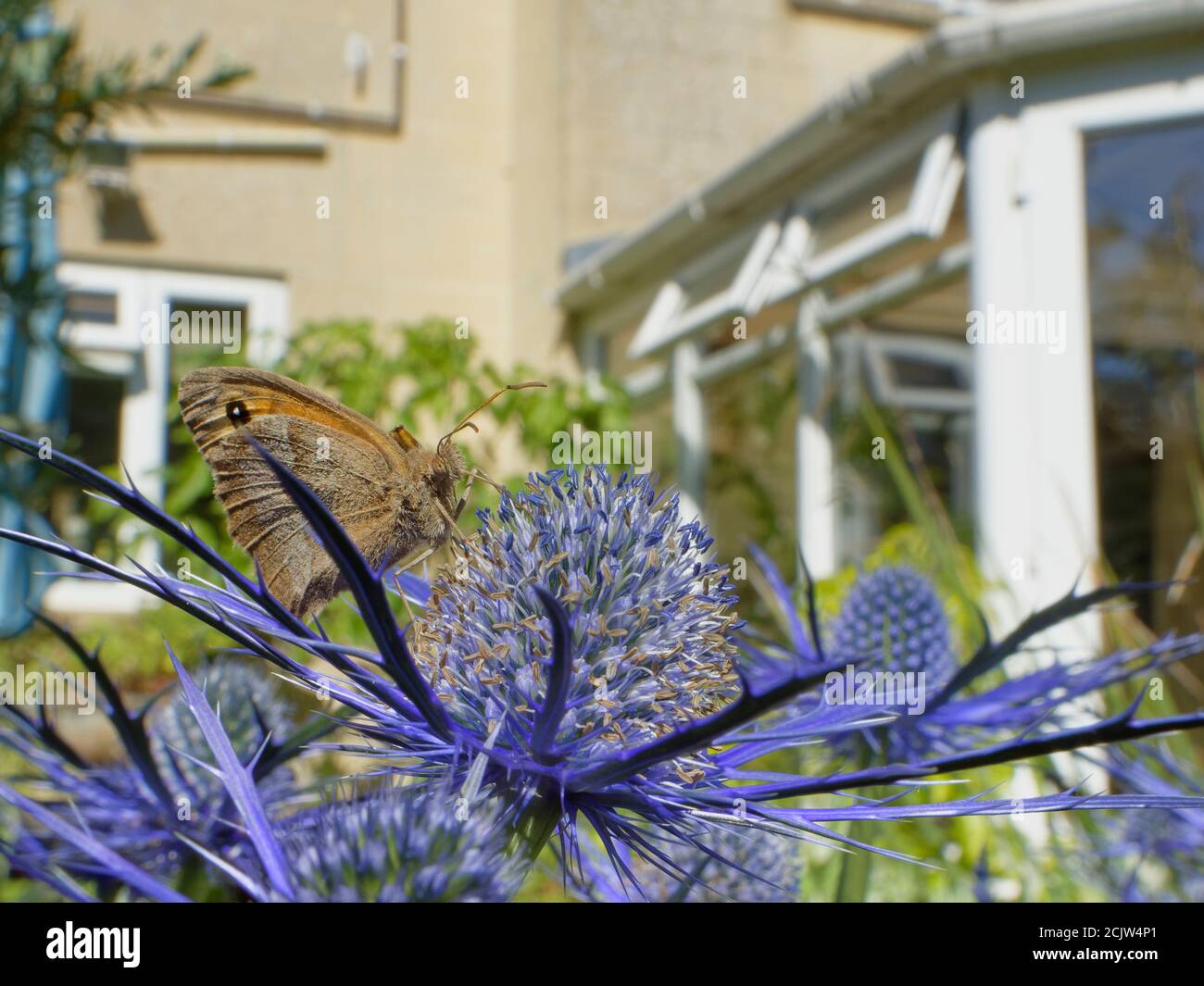 Farfalla marrone prato (Maniola jurtina) che si affaccia su fiori di Eryngium in un giardino suburbano vicino ad una casa, Bradford-on-Avon, Wiltshire, UK Foto Stock