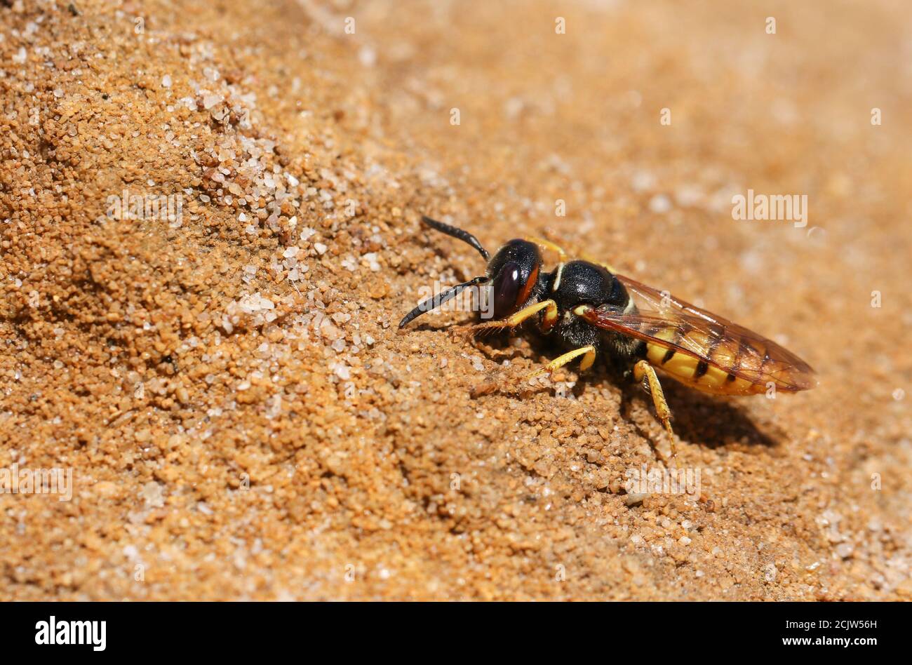 Un bel Wasp del lupo dell'ape, triangulum di Philanthus, scavando un buco nella sabbia. Foto Stock