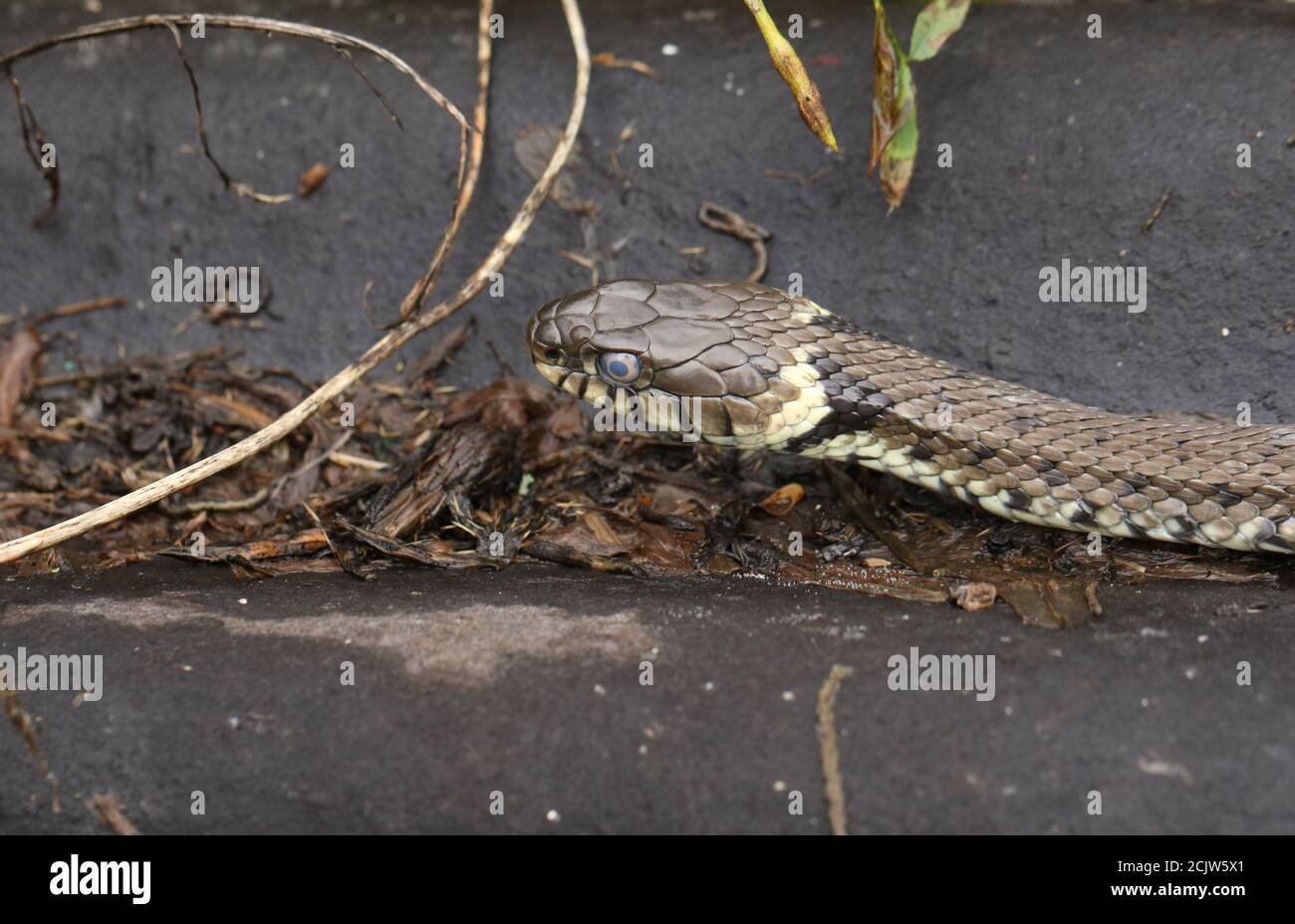 Un grande serpente di erba, Natrix natrix, a caccia di cibo nella sottobosco. Foto Stock