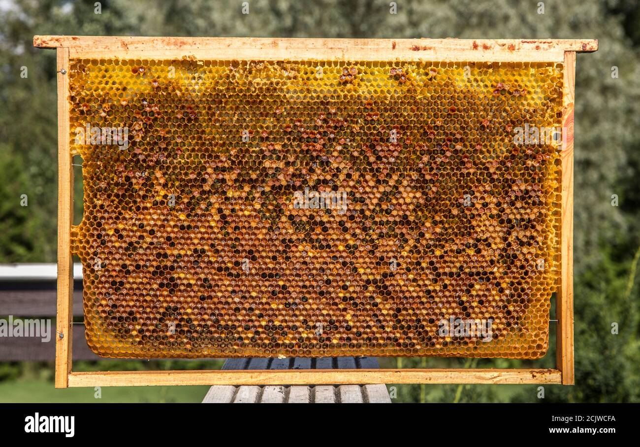 Medicina alternativa, pane di api (fiore fermentato e polline di piante) granuli all'interno della cornice. Foto Stock