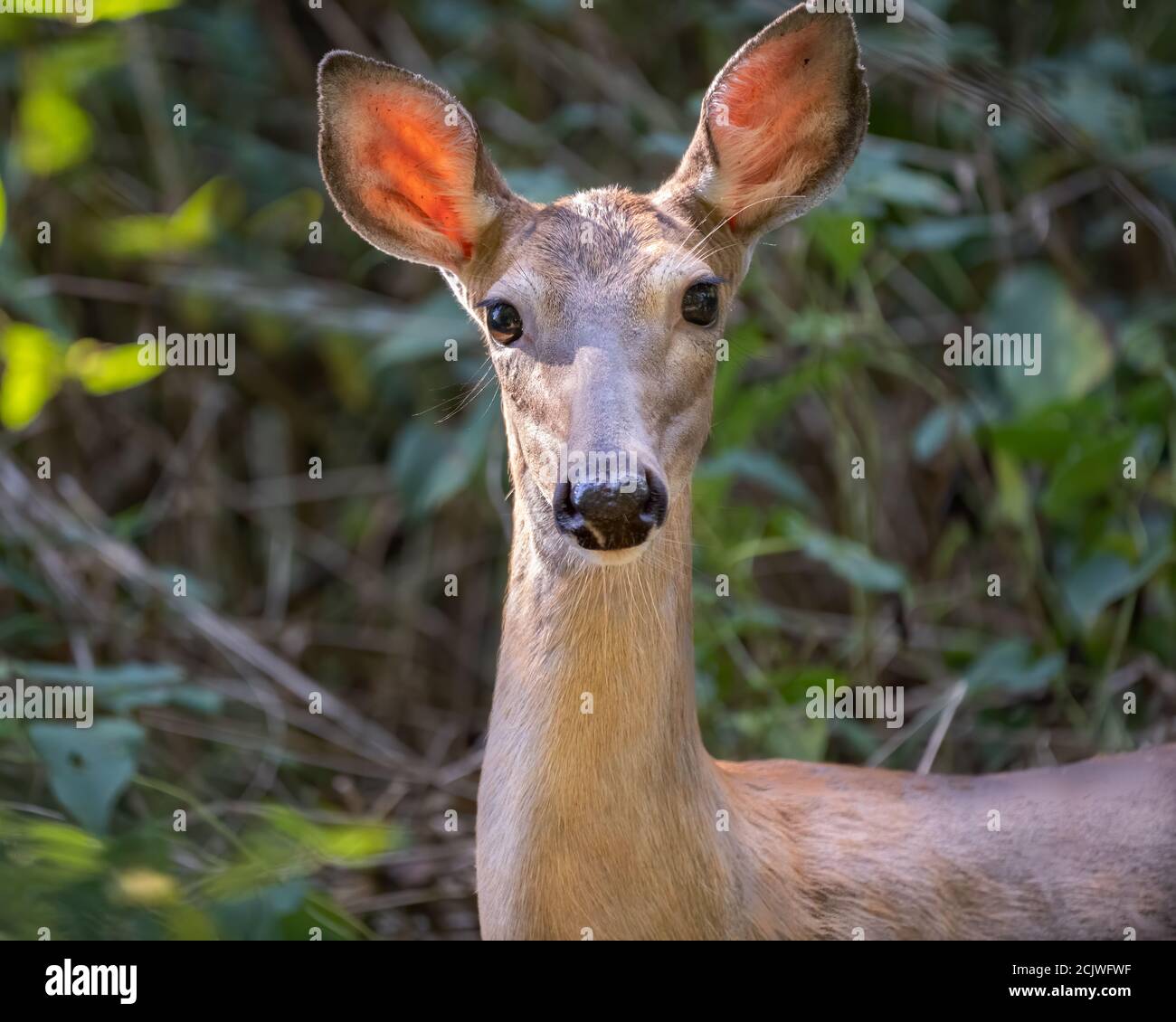 Un Chioseup di un Doe dalla coda bianca Foto Stock