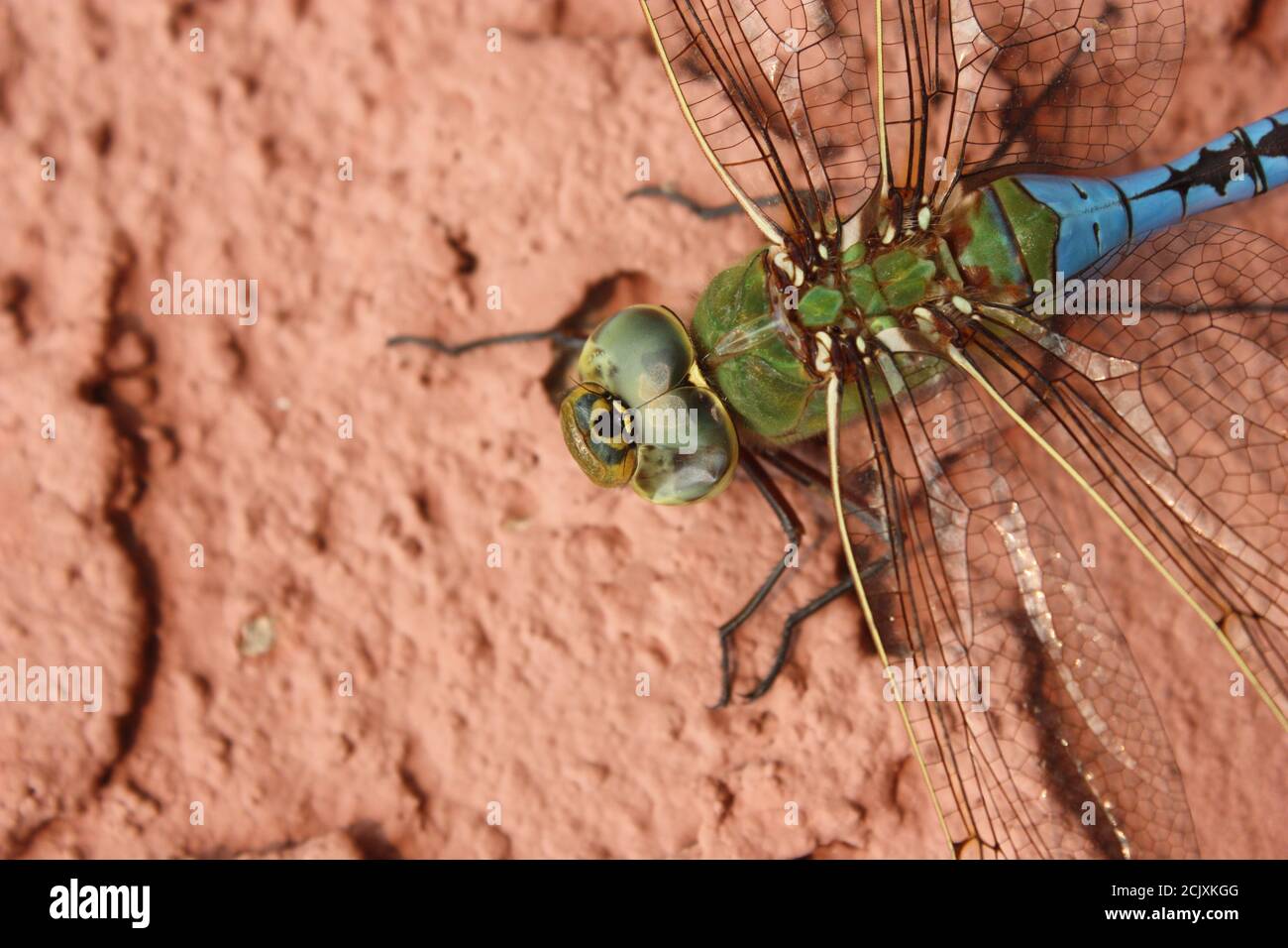 Closeup di vivida libellula blu e verde crogiolandosi su caldo, spesso muro di pietra di adobe Foto Stock