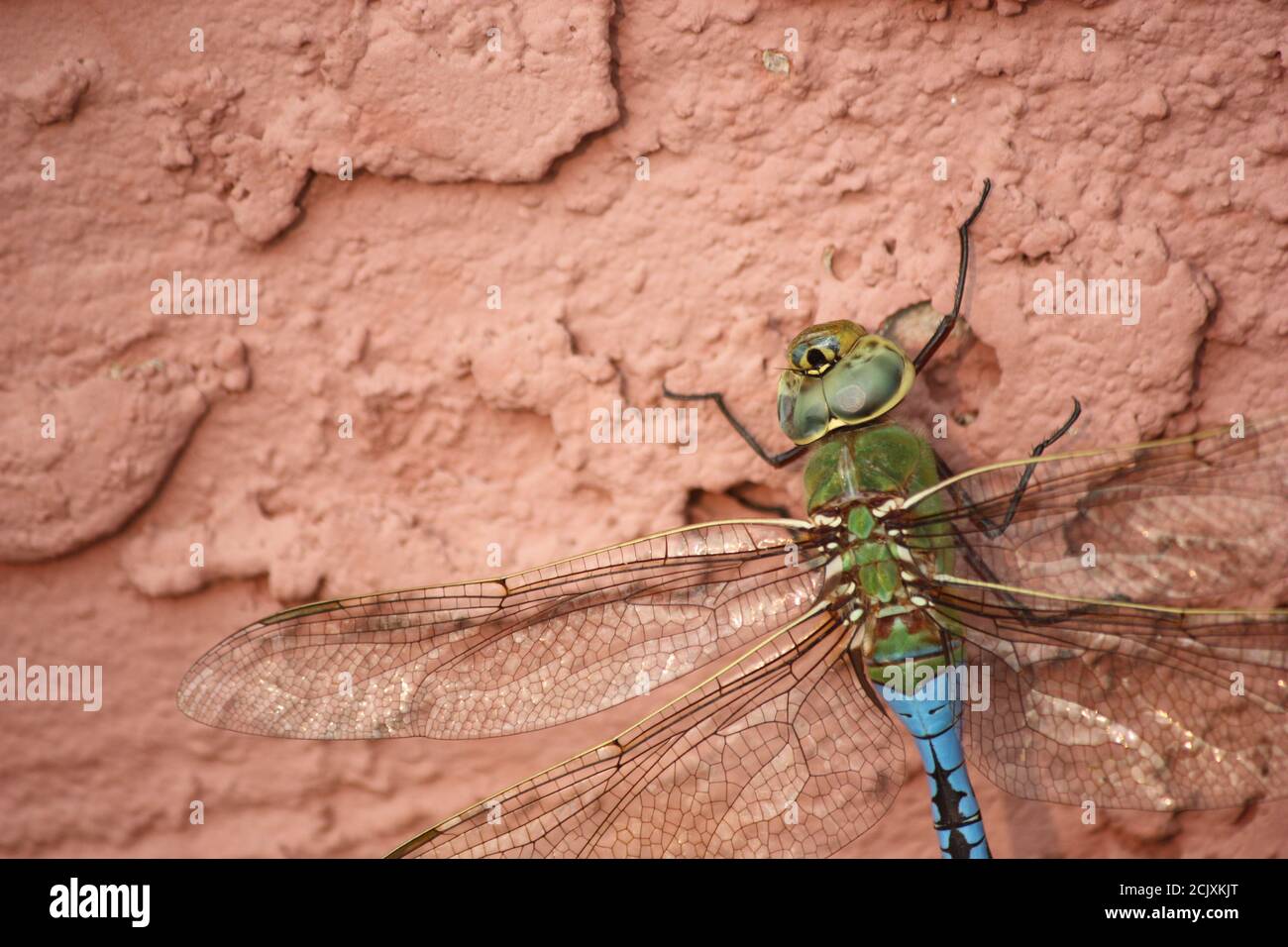 Closeup di vivida libellula blu e verde crogiolandosi su caldo, spesso muro di pietra di adobe Foto Stock