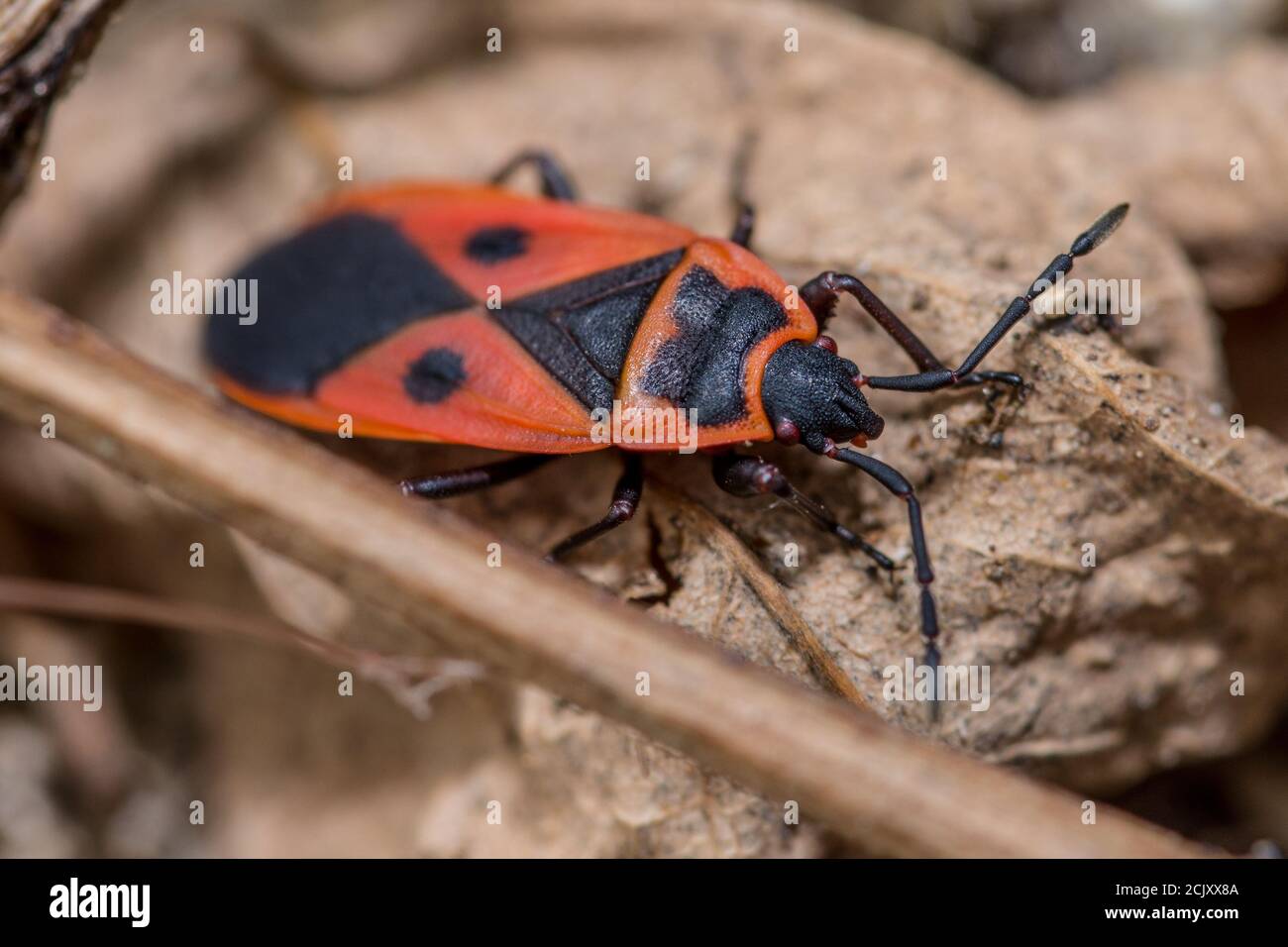 Macro colpo di rosso soldato bug Foto Stock