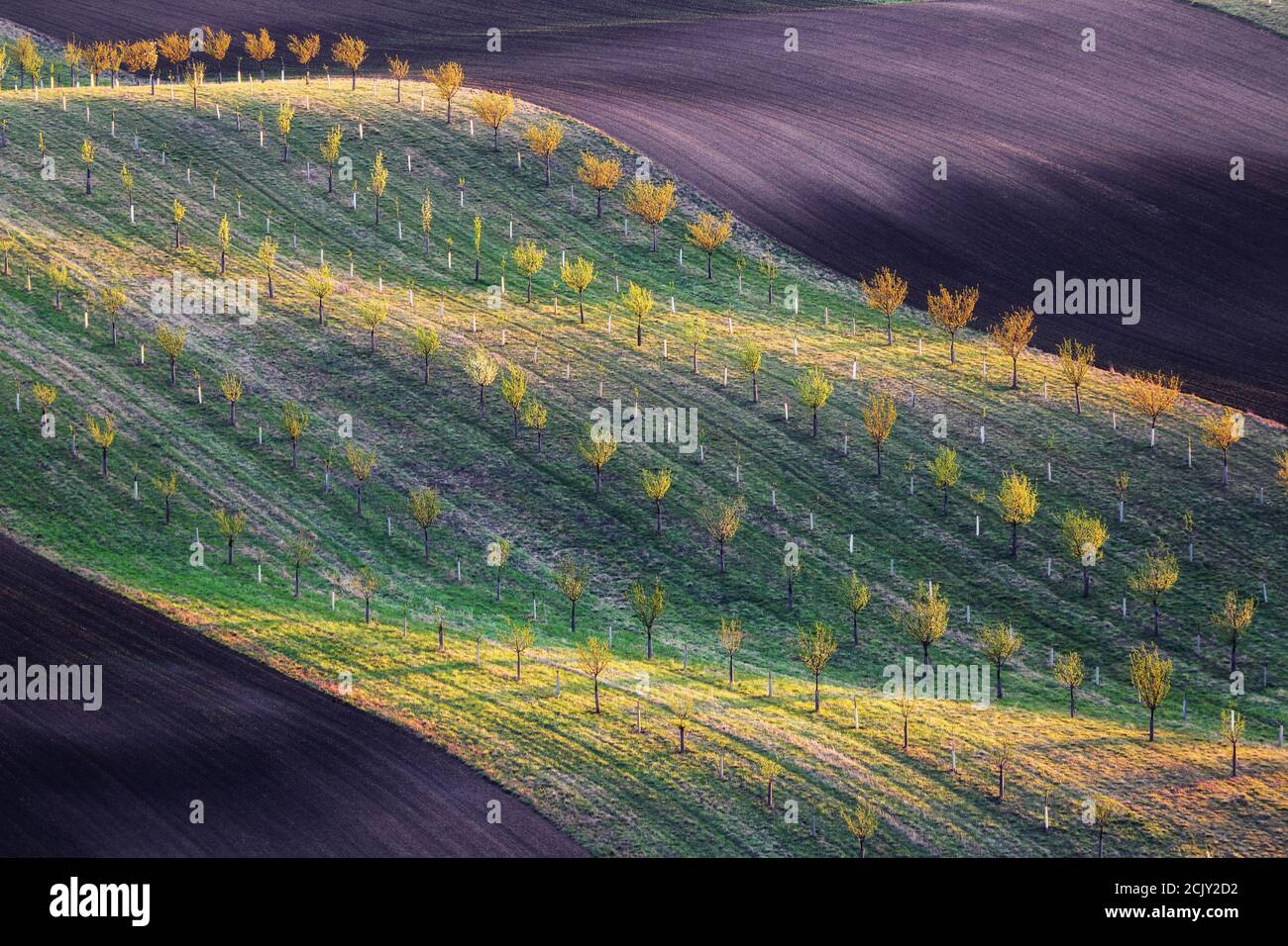 Waley è interessante illuminato dai raggi, gioco di luce e ombre sul campo con l'erba verde agricoltura. Regione della Moravia meridionale Repubblica Ceca. Foto Stock