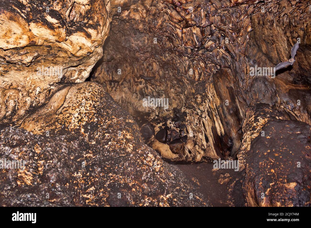 Decine di migliaia di pipistrelli in enormi grotte nel sud-est asiatico. Gli animali pendono dal soffitto e volano al buio con localizzatore. Massa di pipistrelli come direzione dell'uomo Foto Stock