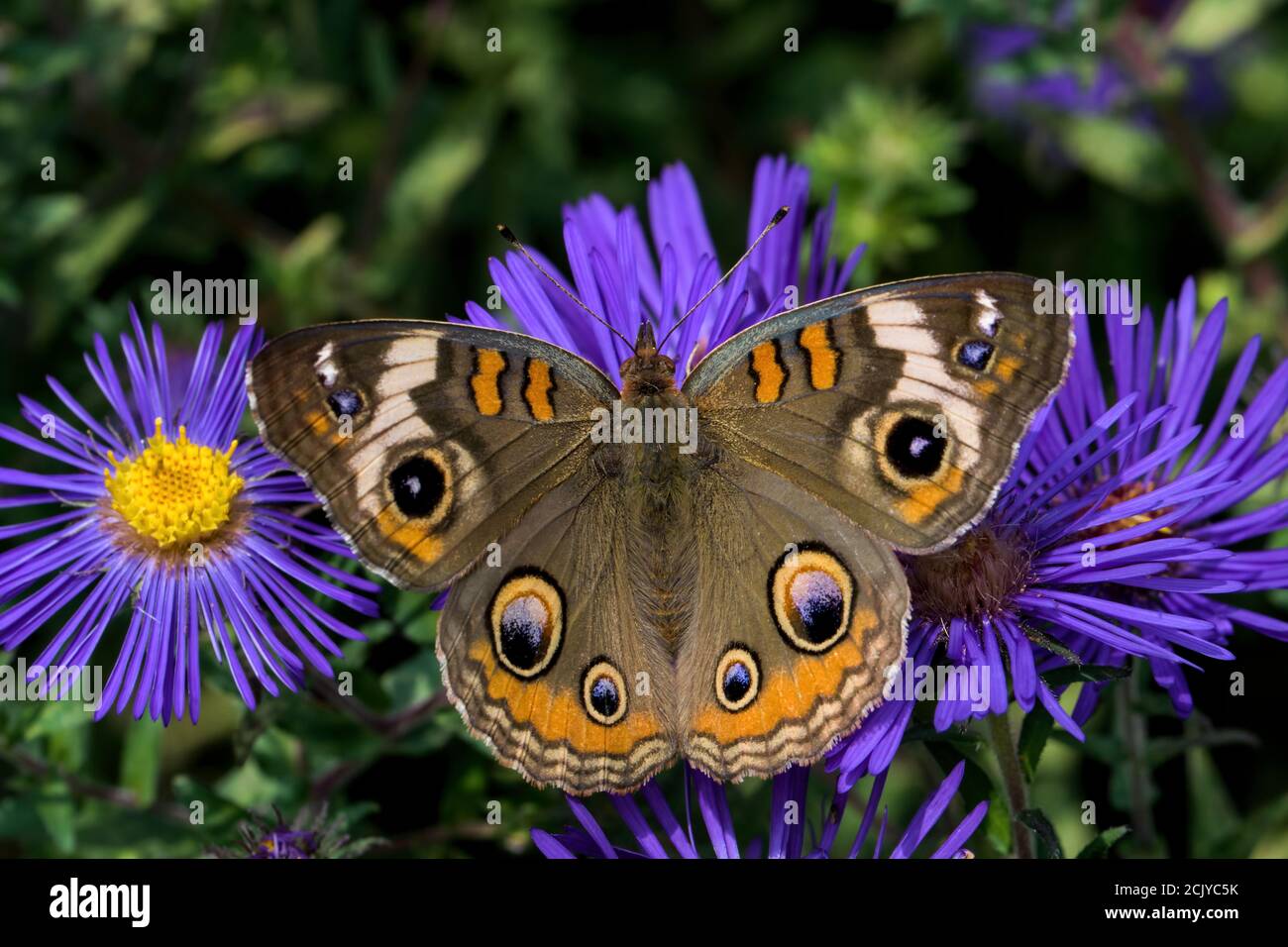 Junonia coenia, noto come il comune buckeye o buckeye su New England Aster. È nella famiglia Nymphalidae. Foto Stock