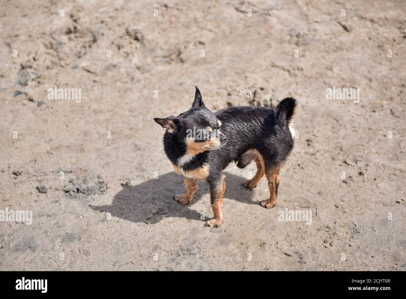 Cane Chihuahua in estate sulla sabbia. Cute nero chihuahua cucciolo. Foto Stock