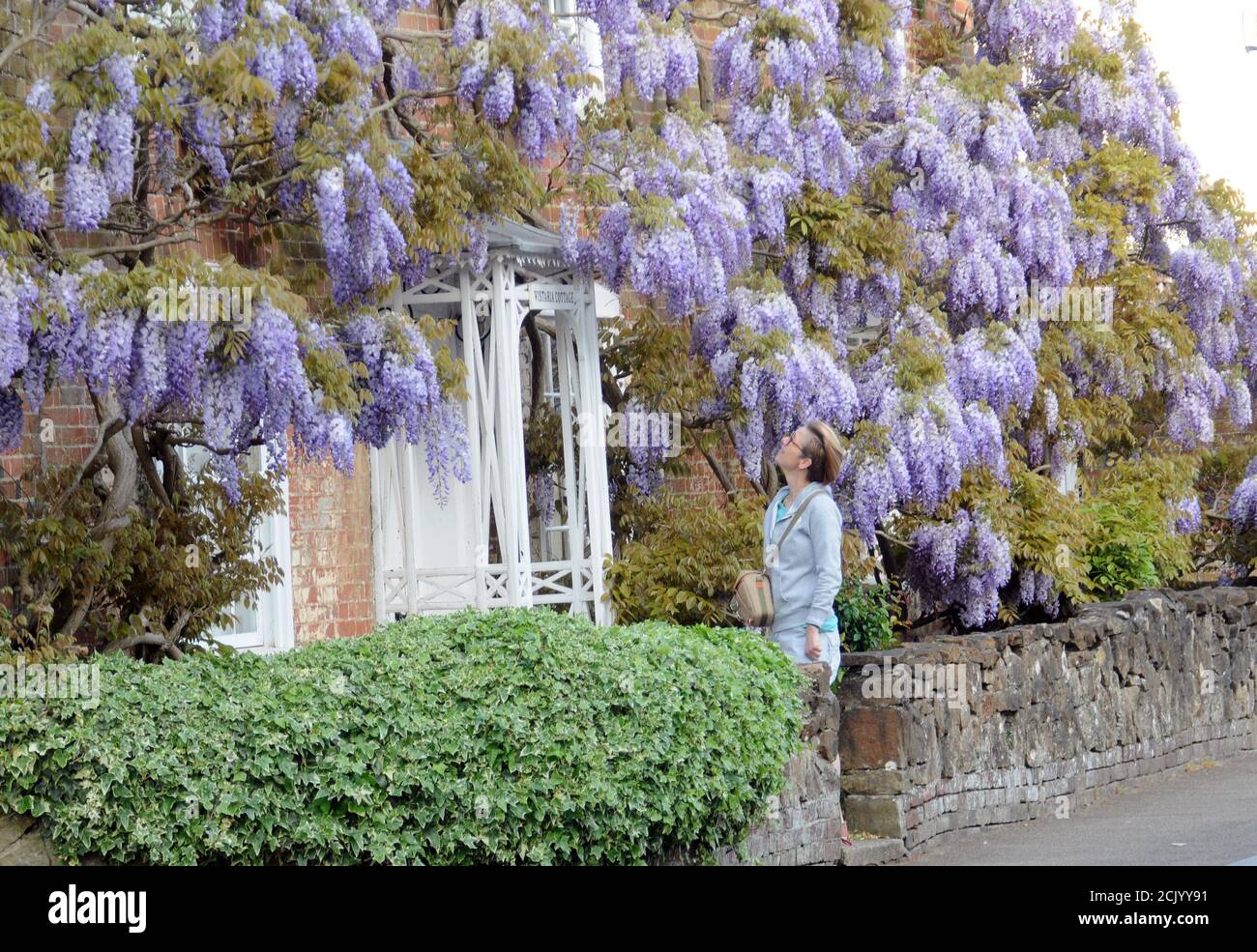 WISTERIA COTTAGE COPERTO Foto Stock