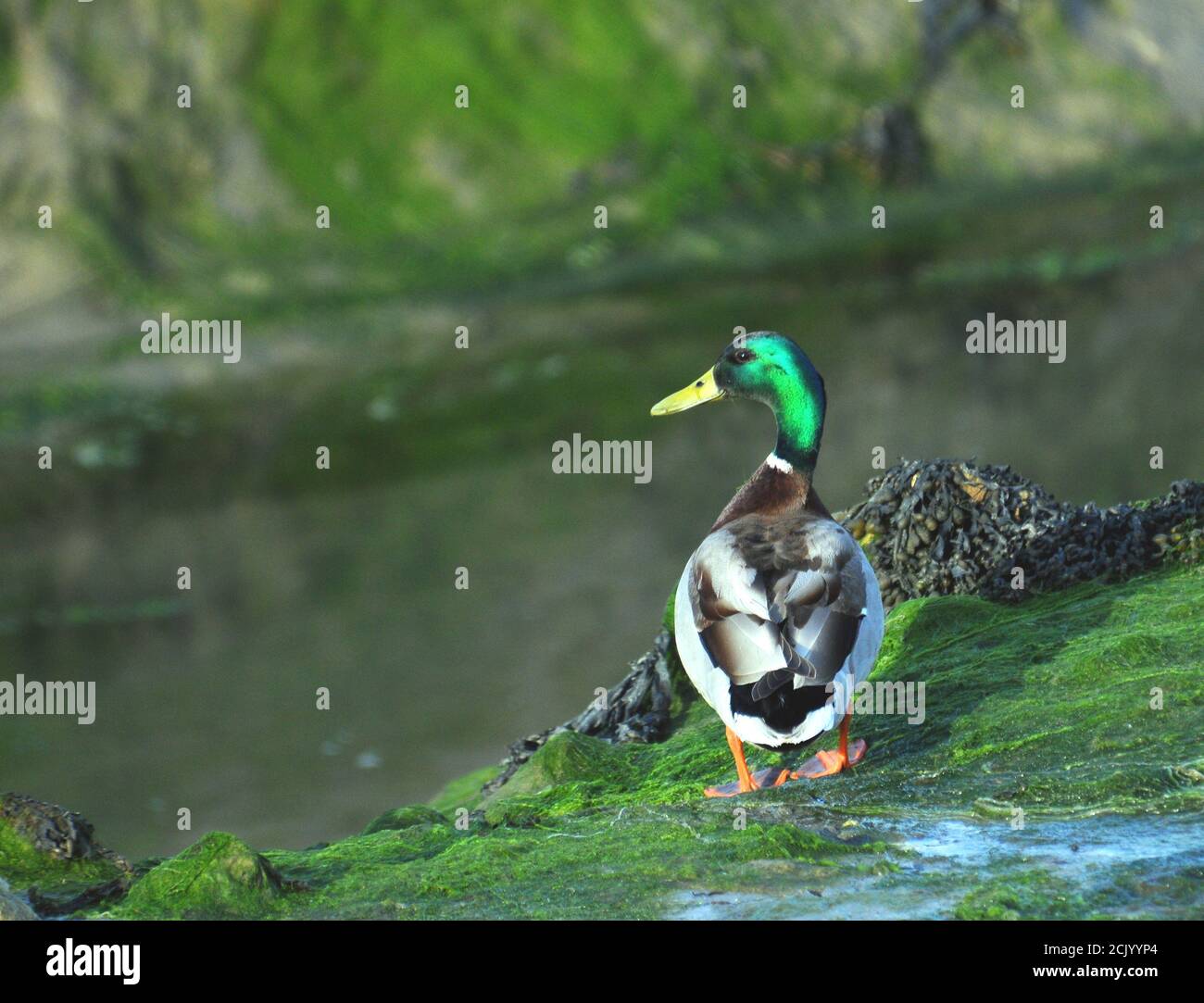 ANATRA DEL GERMANO REALE Foto Stock