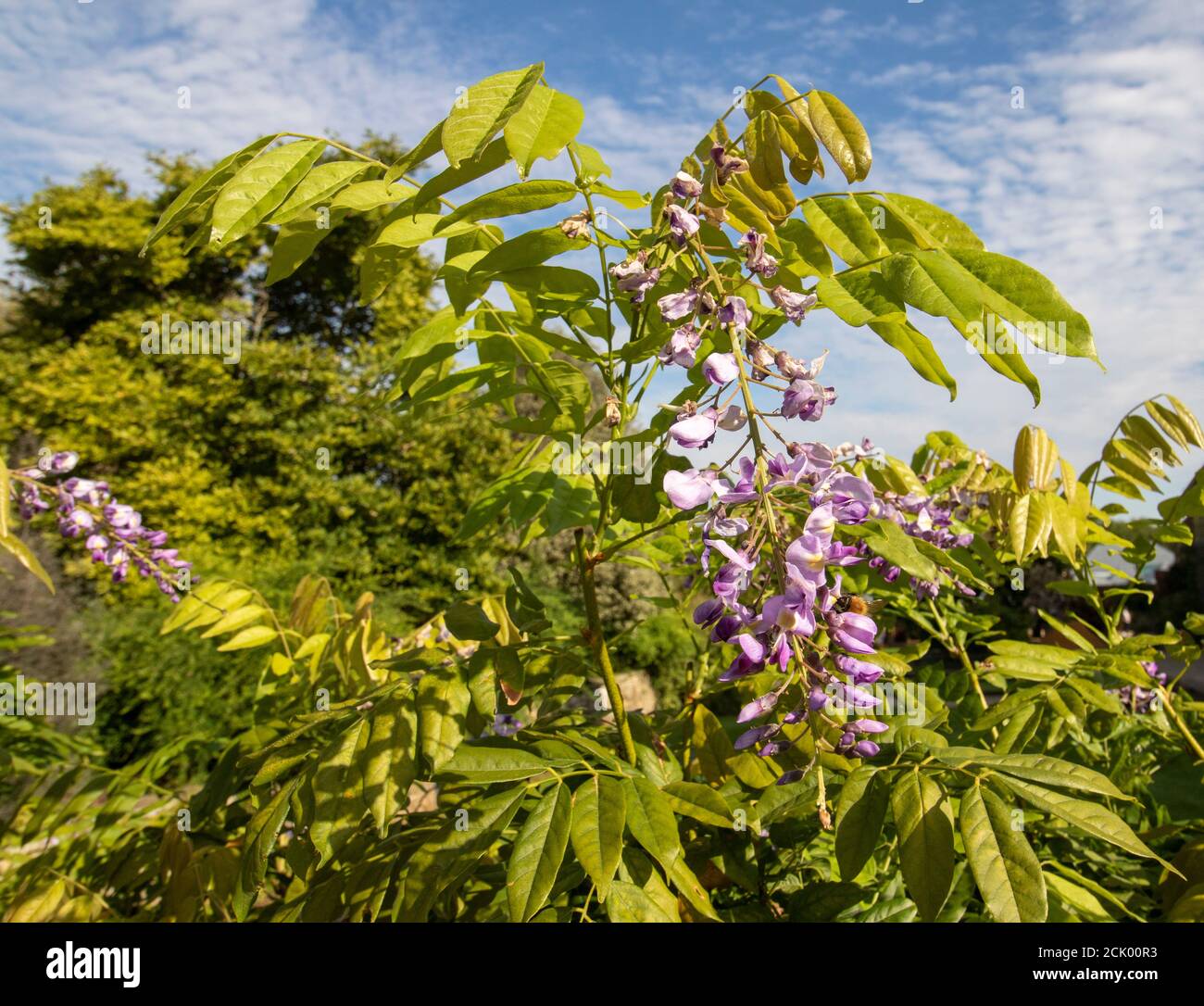 Wisteria Floribunda 'Domino' Foto Stock