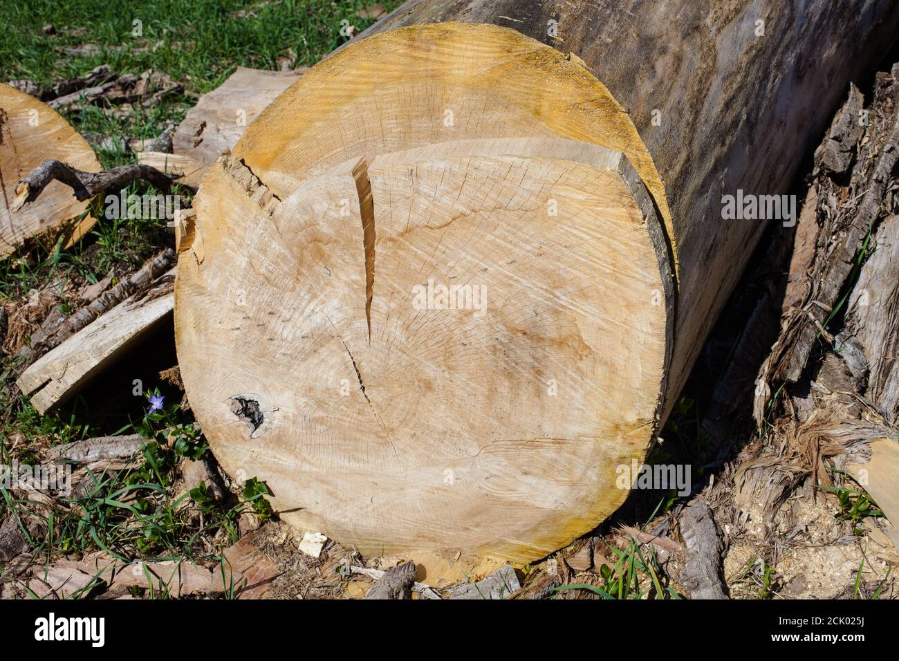 Morte di un albero gigante. Foto Stock