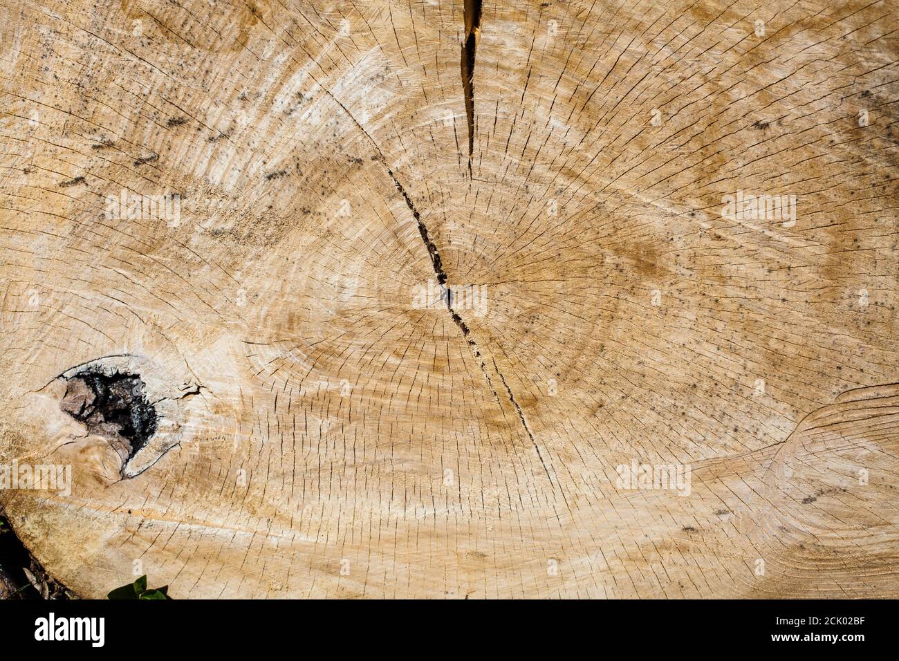 Morte di un albero gigante. Foto Stock